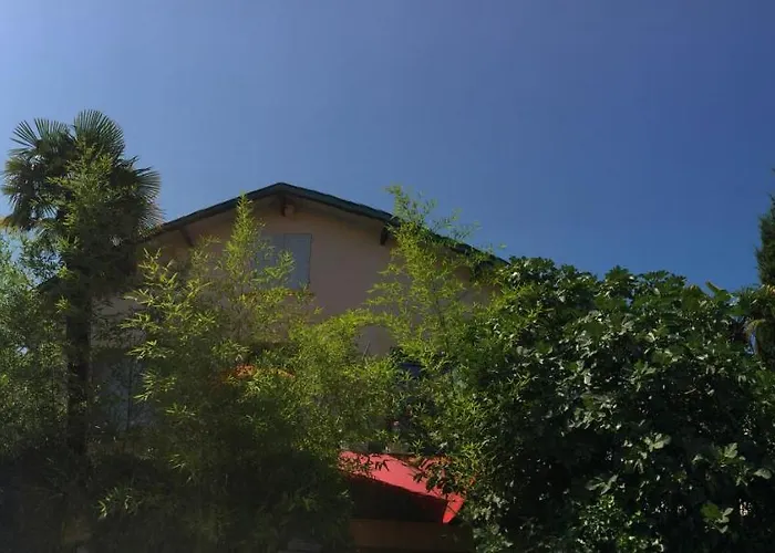 La Bulle Dans Le Palmier