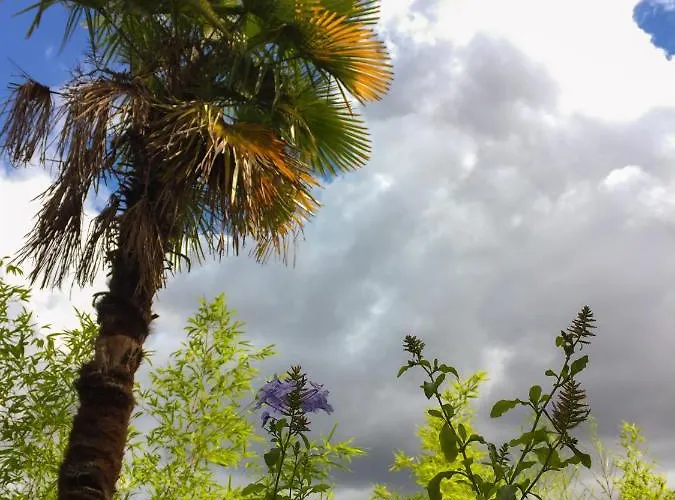La Bulle Dans Le Palmier 3* Toulouse