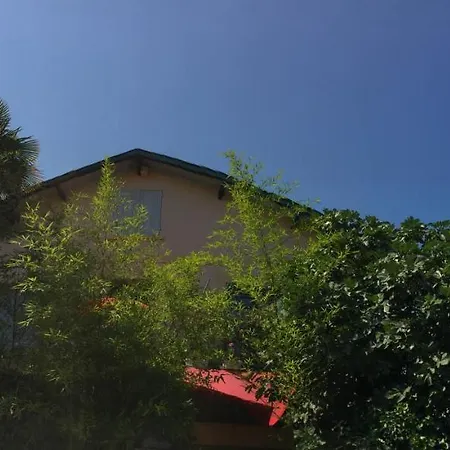 La Bulle Dans Le Palmier